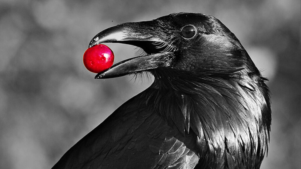 Cuervo tomado por Carlos Prats García