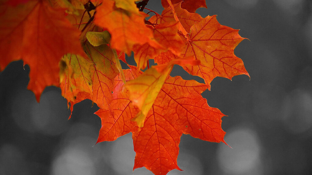 Hojas de noviembre - Carlos Prats García